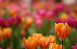 256px-triumph-tulip-tulipa-prinses-irene-single-2859px.jpg