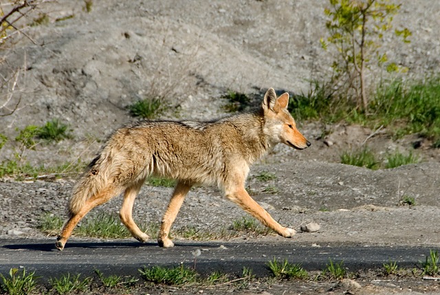 Do Coyotes Lure Domestic Dogs? 