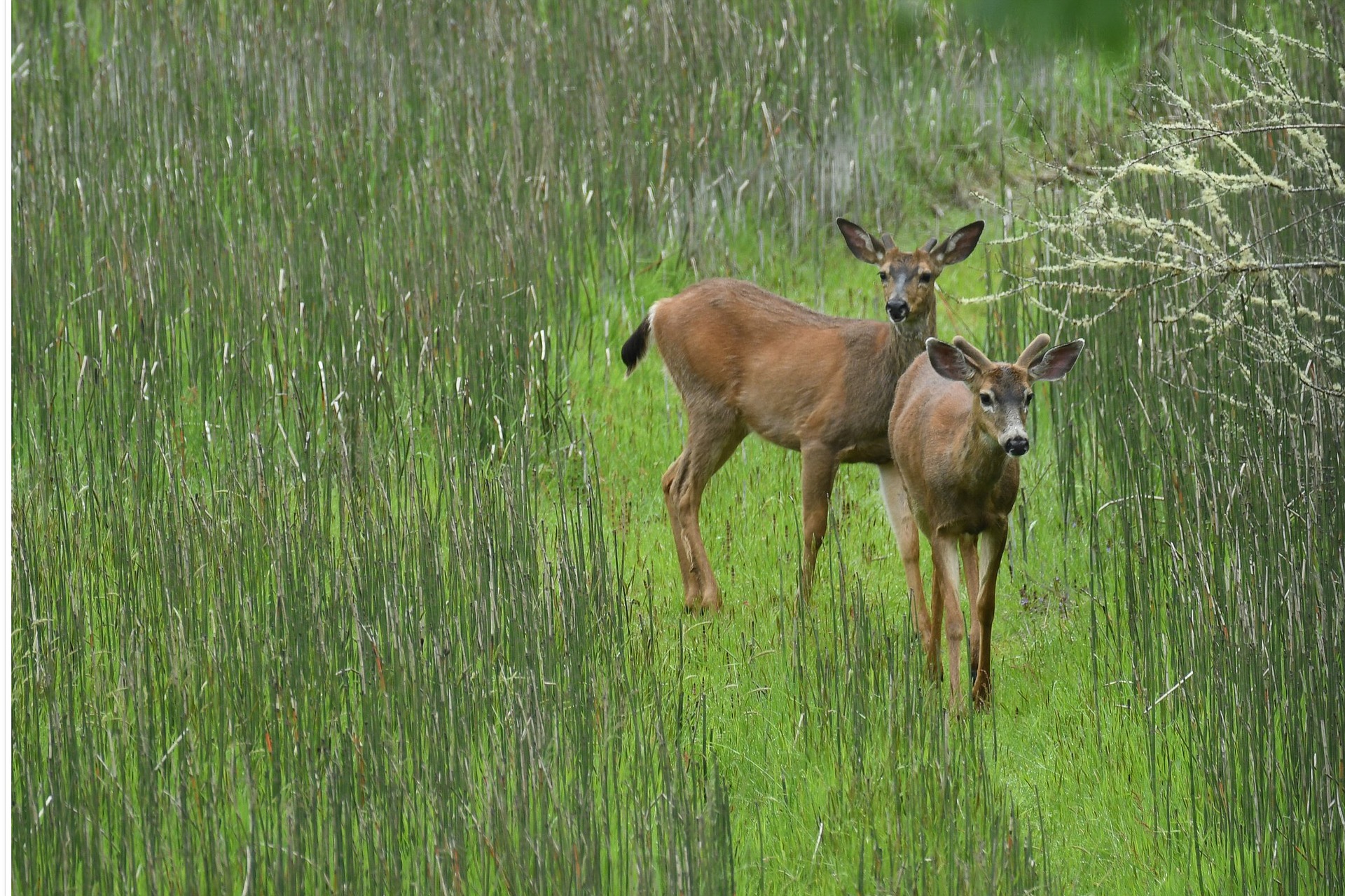 ...free-ranging deer were euthanized on the evening of July 26 in Ridgway T...