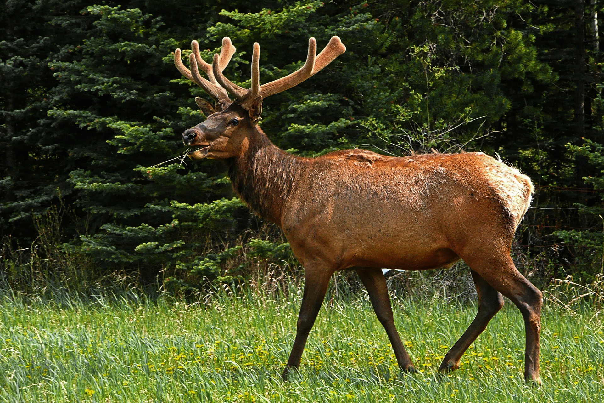 Are Elk In the United States? 