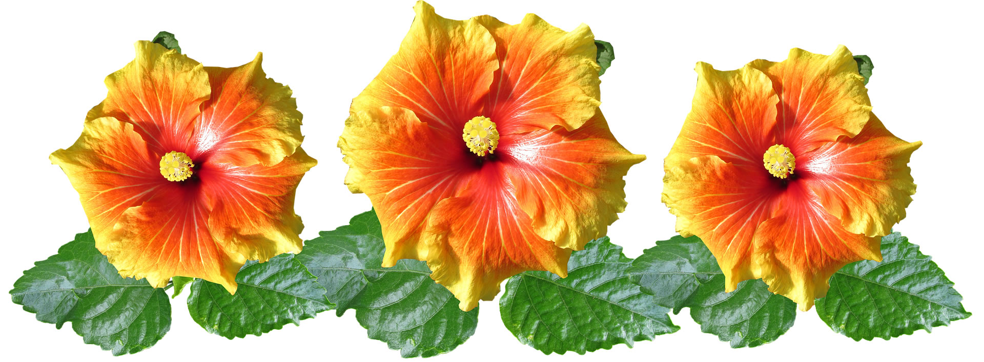 hibiscus-3370253-1920.jpg