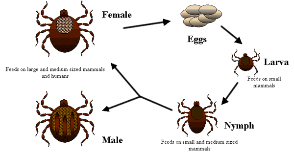 life-cycle-of-ticks-family-ixodidae.png