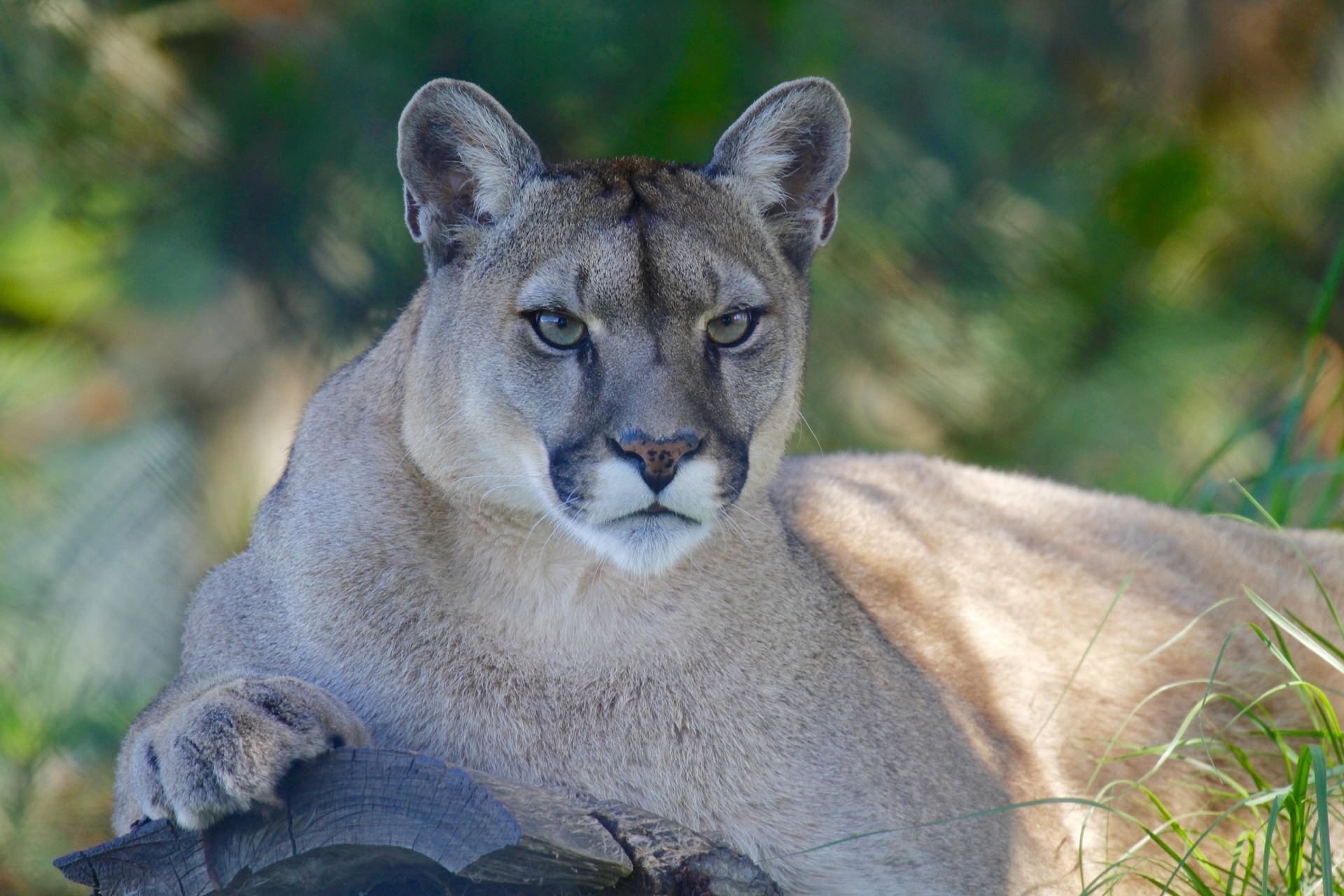 Prevent Cougar Attacks On Pets.
