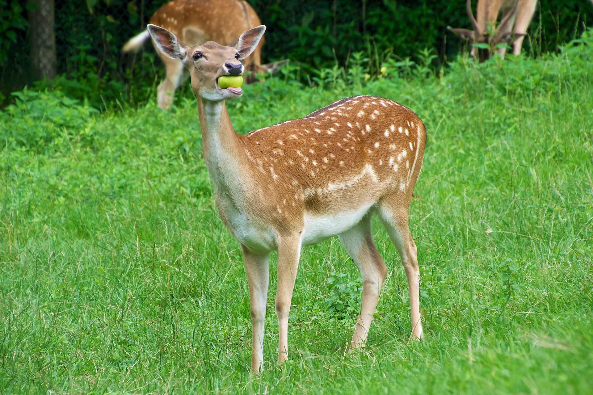 roe-deer-1967329-1920-1-.jpg