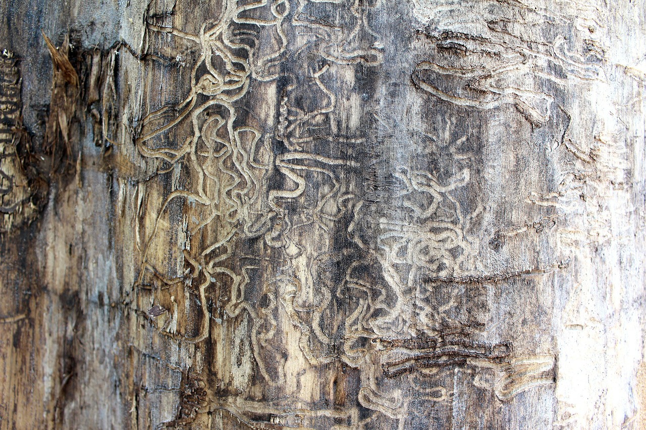 termite-71313-1280.jpg